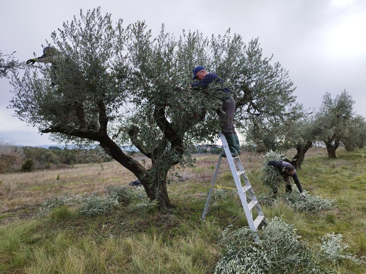 Cal Cisteller: teixir comunitat per arrelar al camp